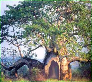 baobab