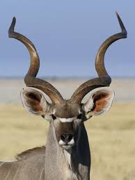 kudu maggiore 2